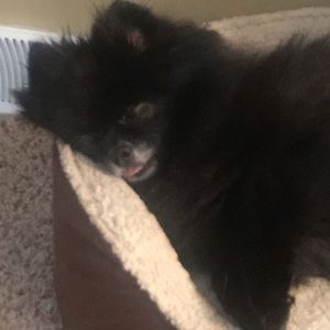 Meet your Posher, Sydney